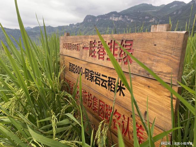 未来农业发展中认养农业的比重分析(图2)