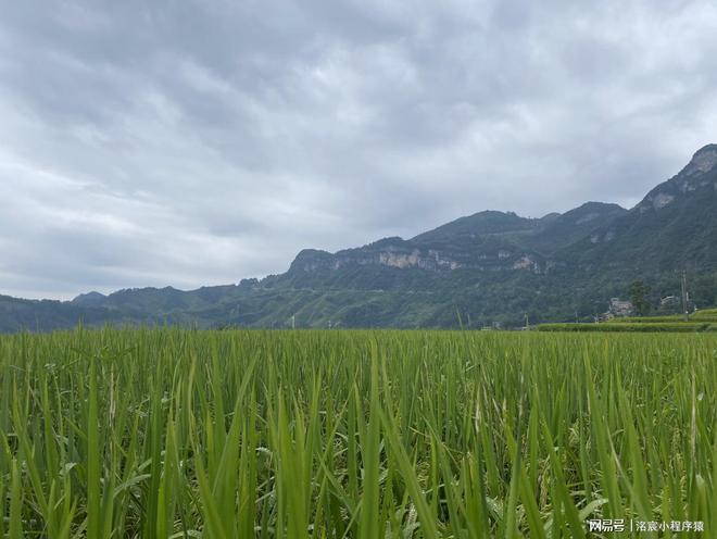 未来农业发展中认养农业的比重分析(图4)
