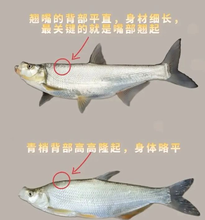 广东男子钓上大量翘嘴鱼6元1斤还包送网友：给我送两吨！(图6)