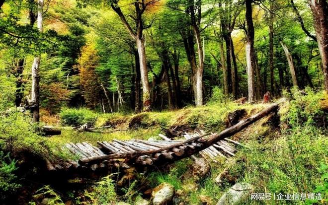 Im（中国体育）：2025无缝钢管口碑好的TOP5推荐榜——热轧无缝钢管生产厂家推荐(图1)